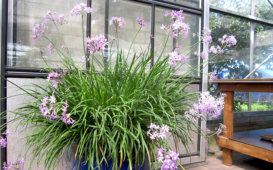 Growing Zimmerknoblauch: Your Guide to a Year-Round Harvest