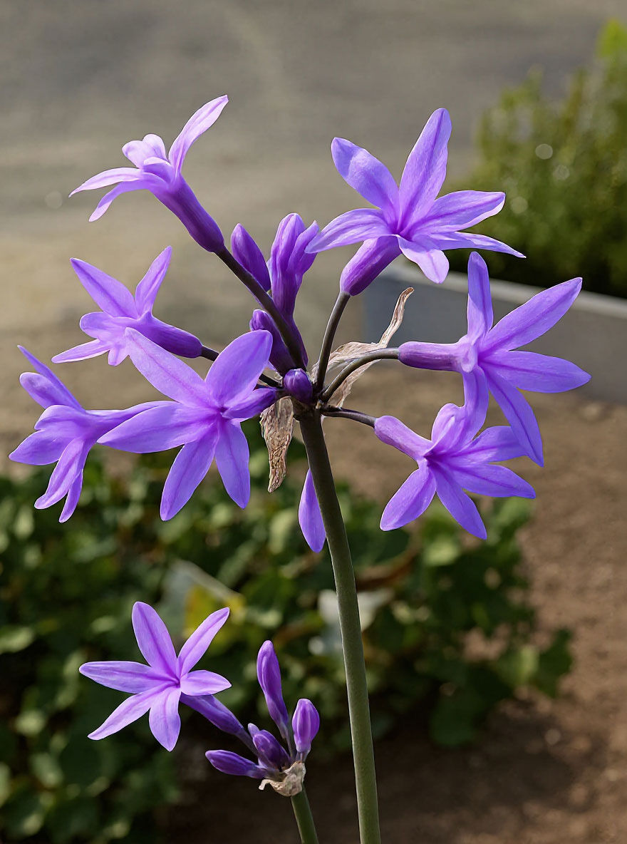 Zimmerknoblauch: Mild Garlic Flavor and Powerful Healing Benefits